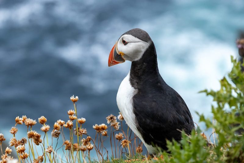 Tour Ebridi puffin